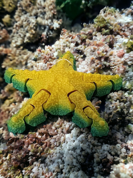 Starfish